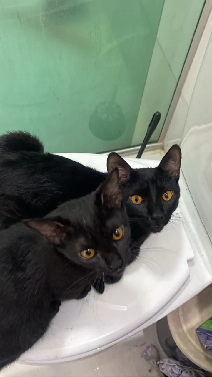 Gatinhos pretos doação conjunta