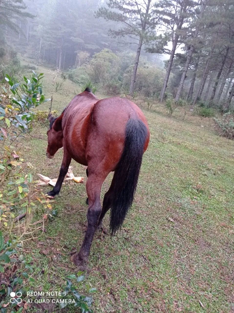Cavalo manso de montaria  - Foto 4