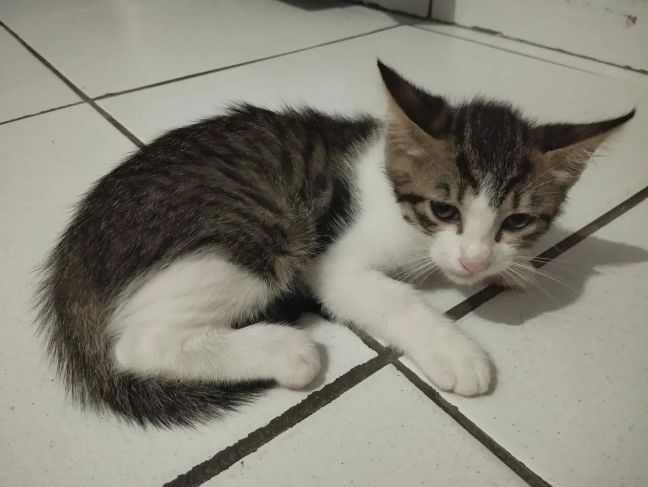 Três gatinhos fofinhos para adoção! - Foto 5