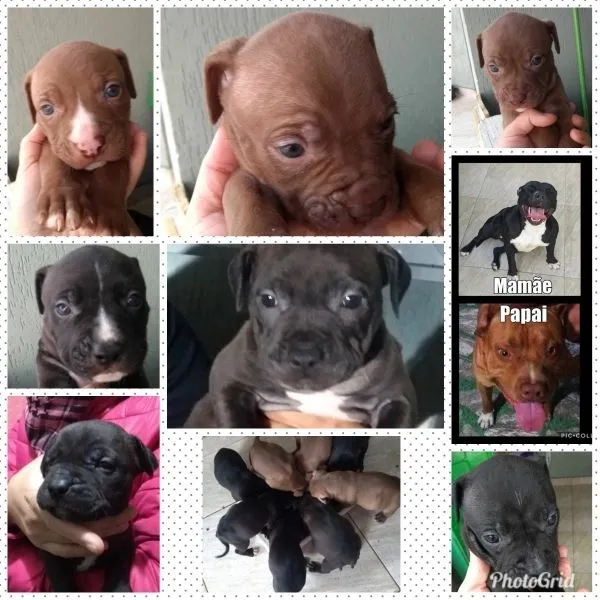 Filhotes de Pitbull para adoção *