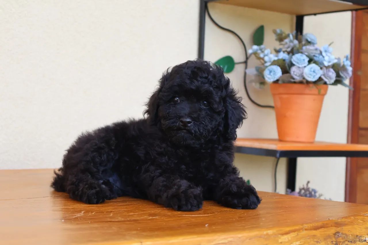 Poodle toy disponível - Foto 4