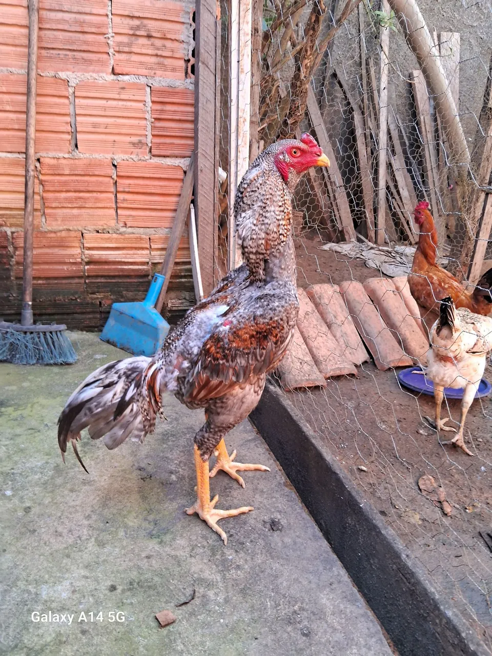 Galo de raça