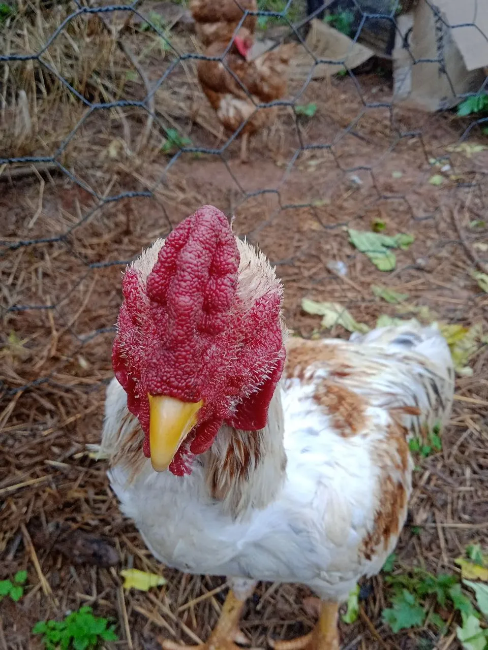 Galo índio 