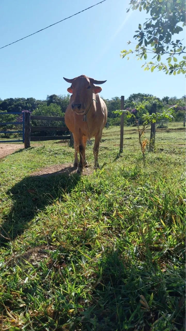 4 vacas sendo 1 com um bezerro - Foto 2