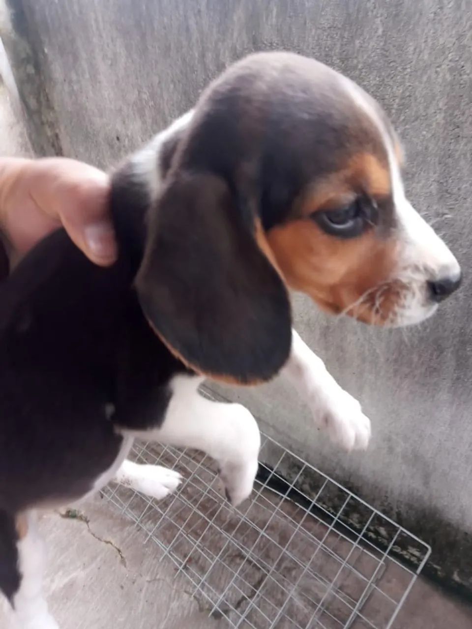 Beagle - Energia e curiosidade em cada passo!