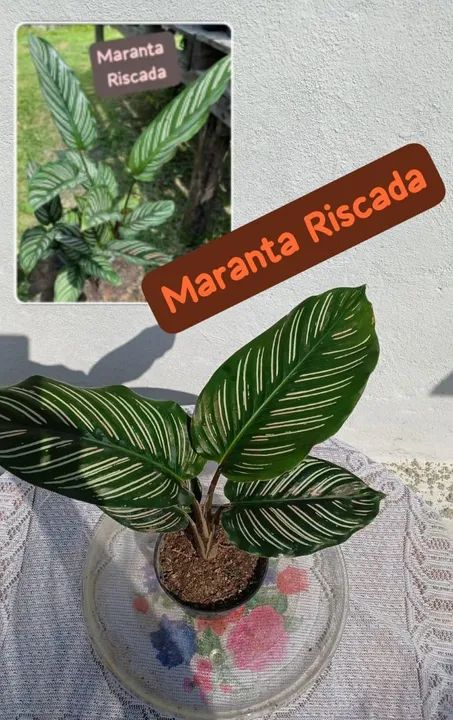 Calathéia Ornata /  Riscada - 