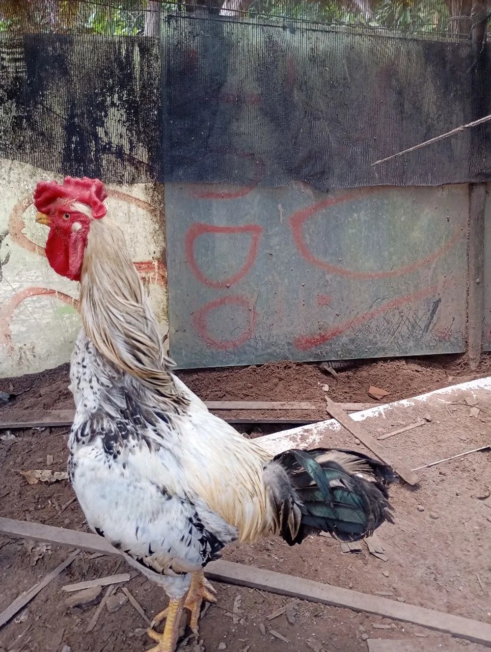 Galo branco e preto com crista vermelha