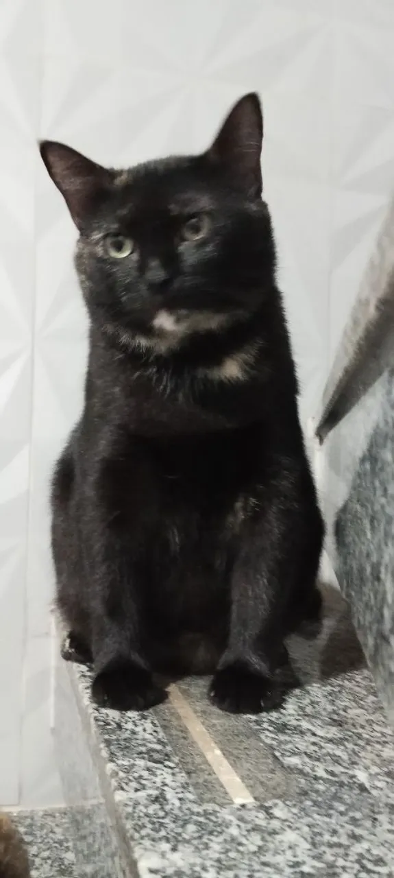 Gatinhas Lindas para Adoção responsável