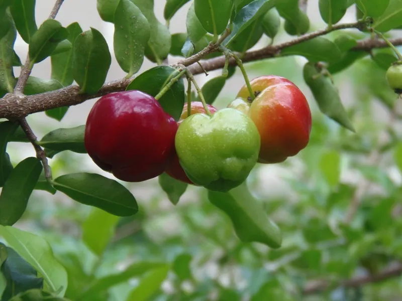 ACEROLA REGIONAL