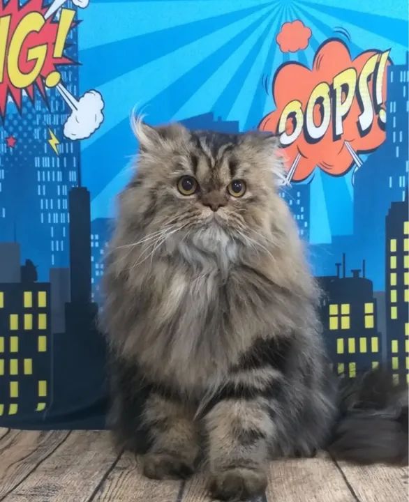 Gatinho persa lindo e dócil - Foto 4