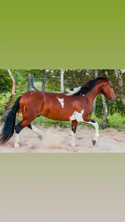 Manga larga marchador registrado definitivo  - Foto 3