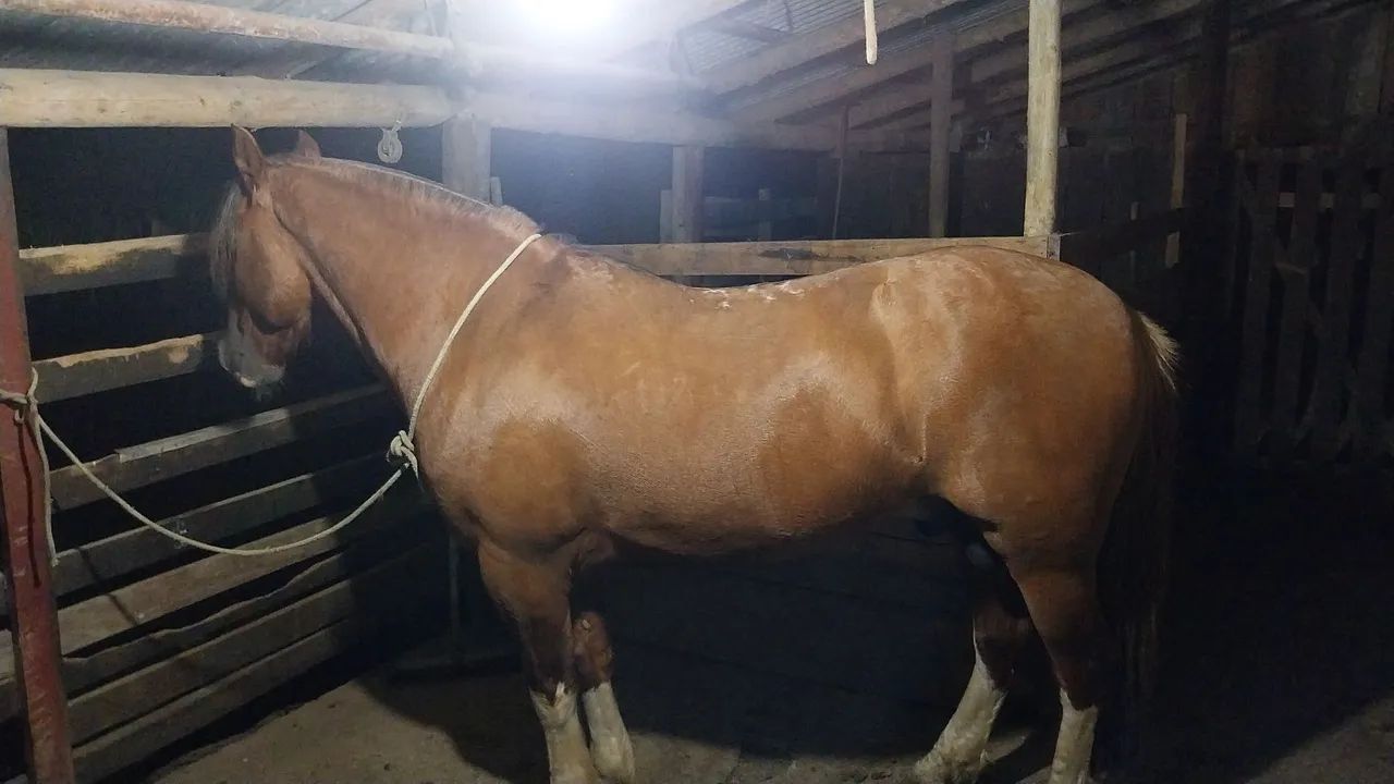 Crioulo a venda - Foto 3