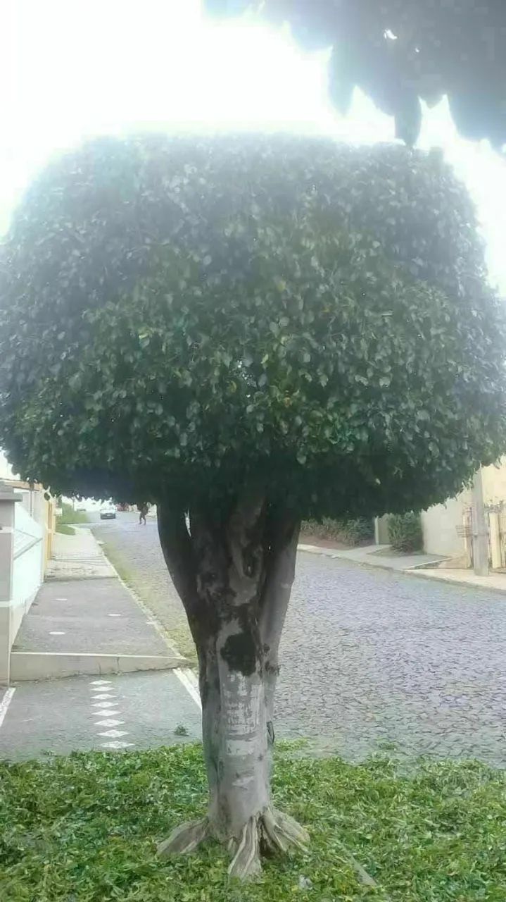 Jardinagem  - Foto 4