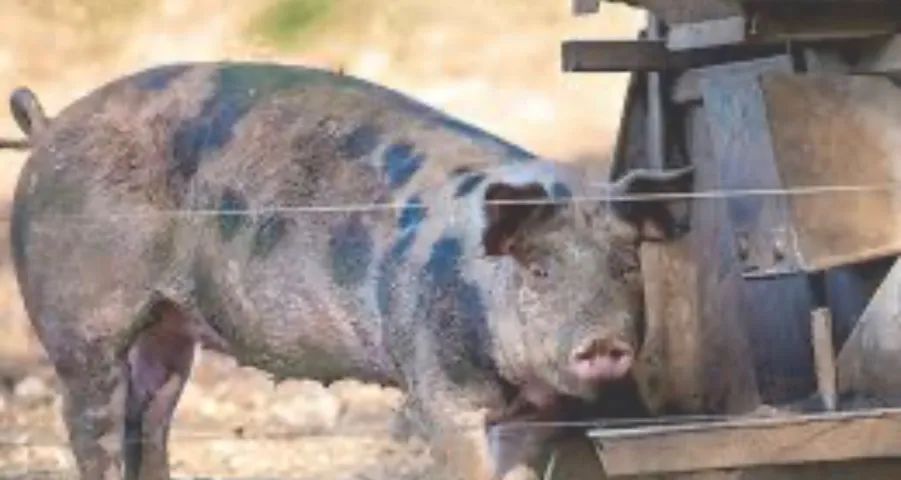 VENDA DE PORCO CAIPIRA  - Foto 4