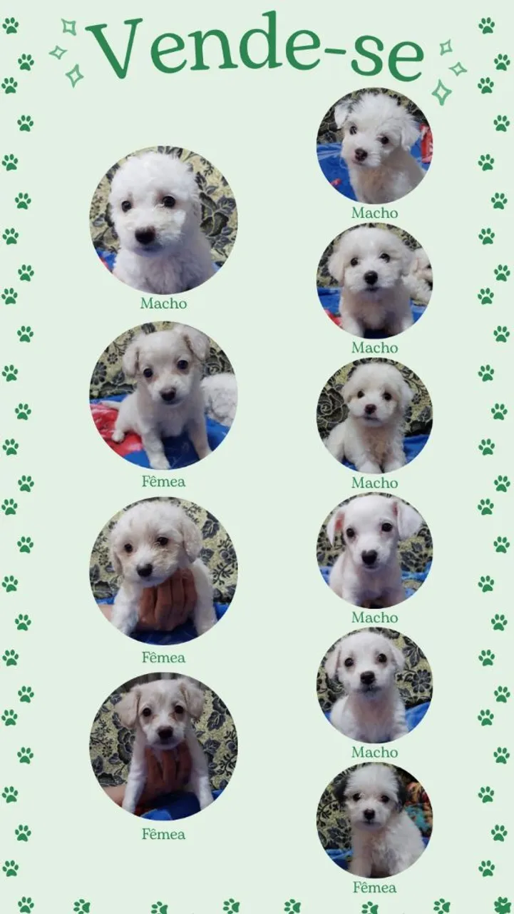 Filhotes de Poodle puro e Poodle misto