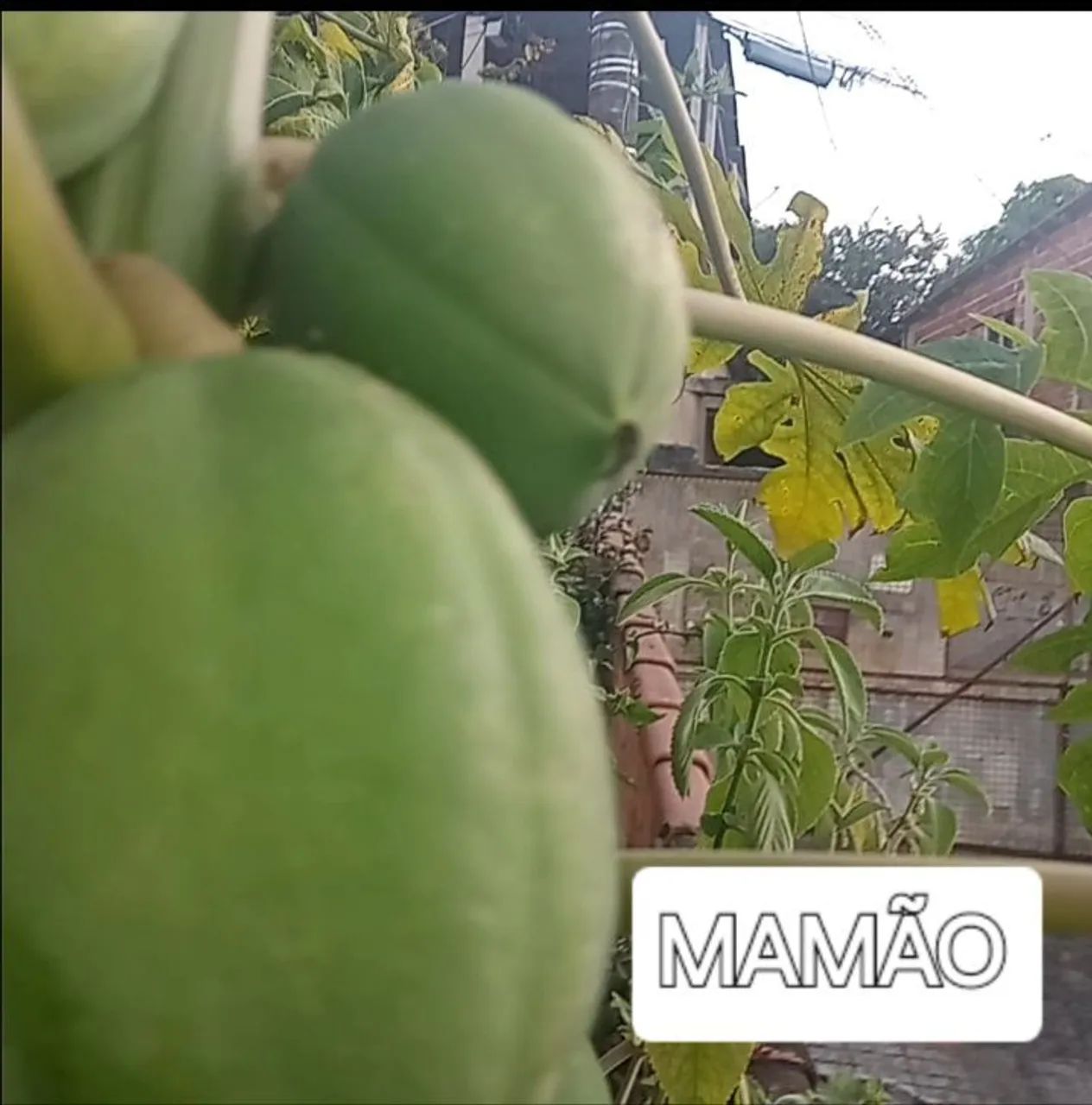 Mudas Frutiferas e outras Morangos Gigantes,  - Foto 3