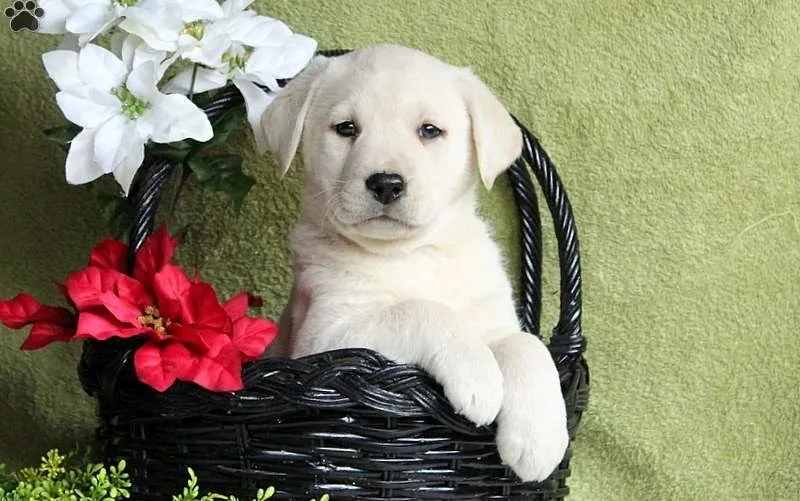 Labrador filhotes com pedigree