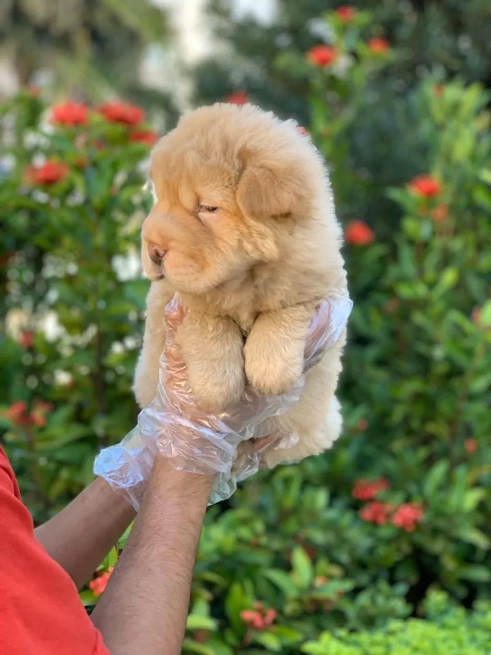 Shar pei - com amplo suporte veterinário - garanta o seu ainda hoje ! 