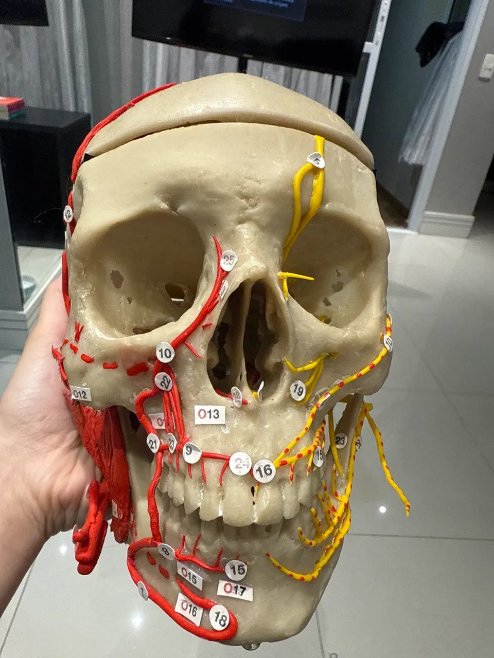 Crânio artificial de estudo, está com marcação de nervos e músculos.