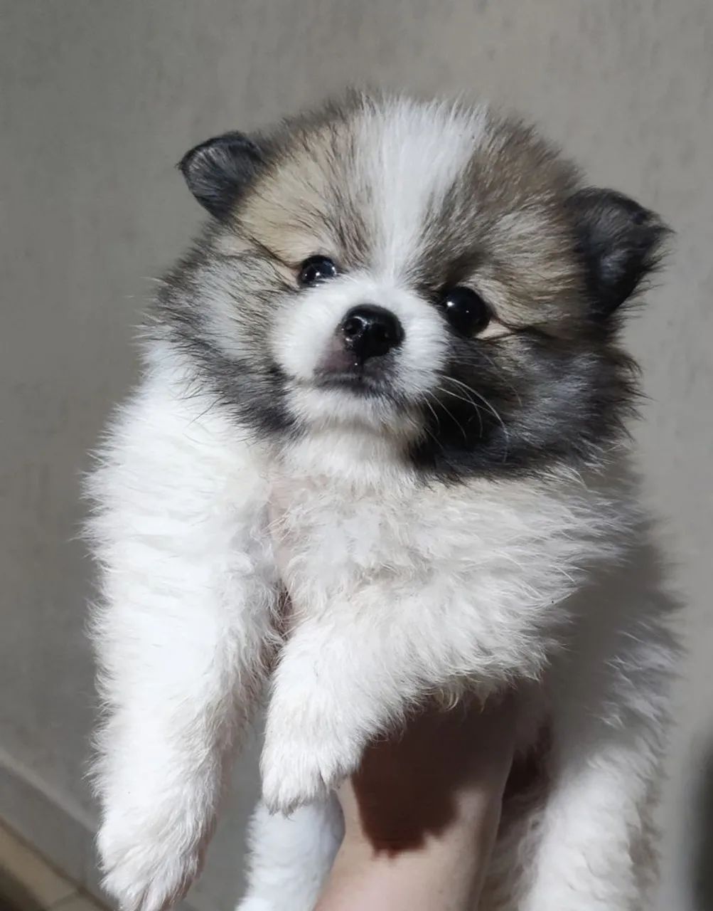 Lulu da pomerânia anão 