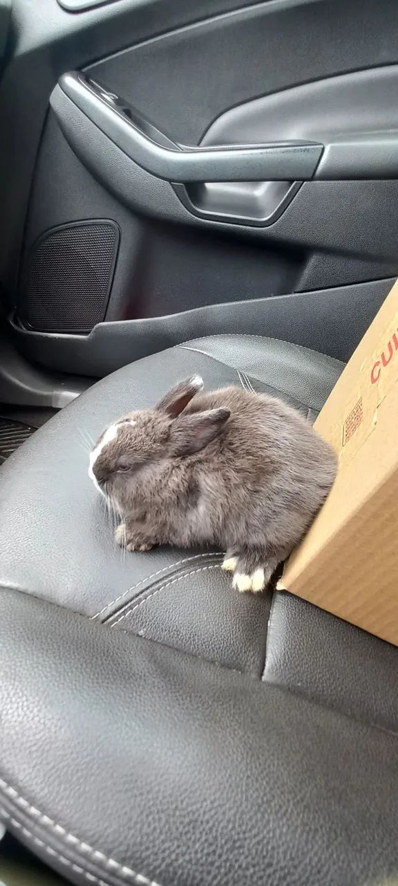 Filhotes disponíveis mini  - Foto 4