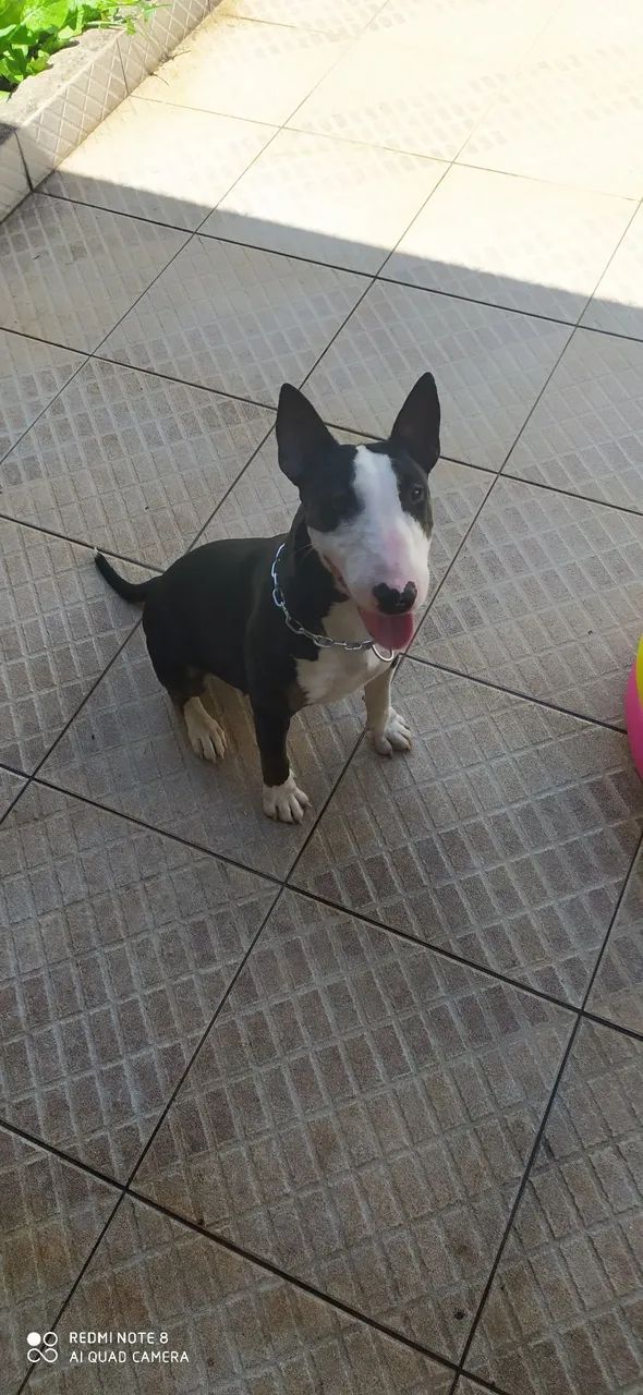Bull Terrier Inglês - doação responsável - Foto 2