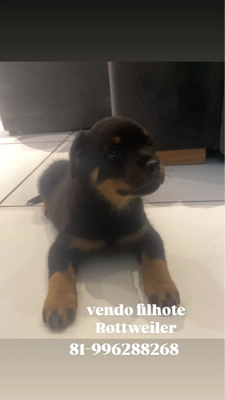 Filhote de Rottweiler para adoção