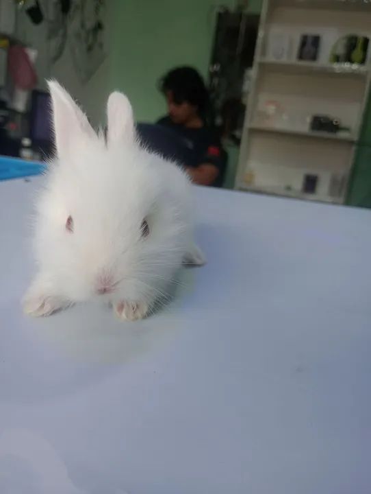 Coelhos filhotes  - Foto 2