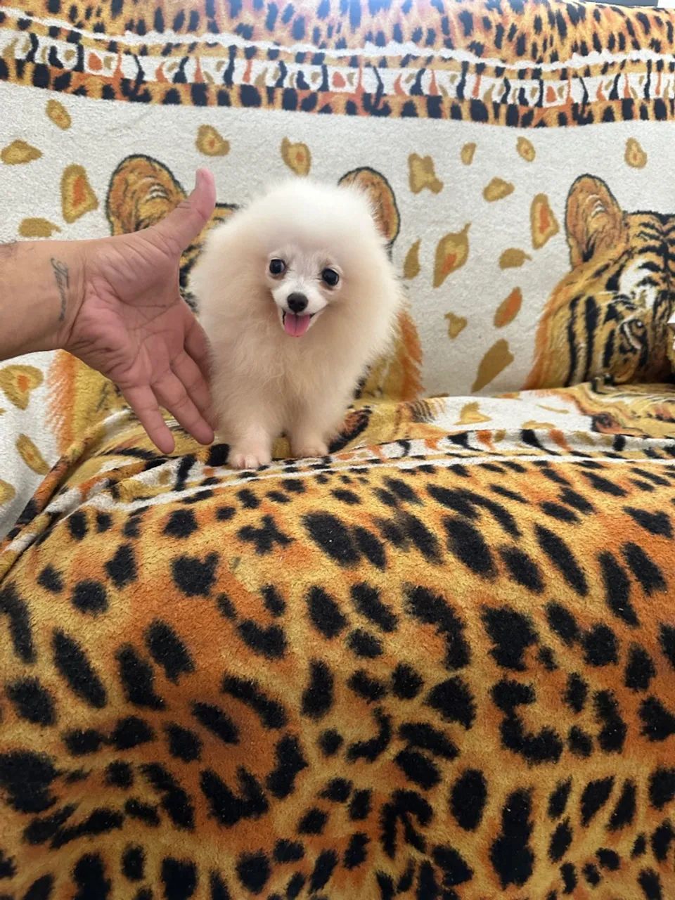 Lulu da Pomerania branco  - Foto 3