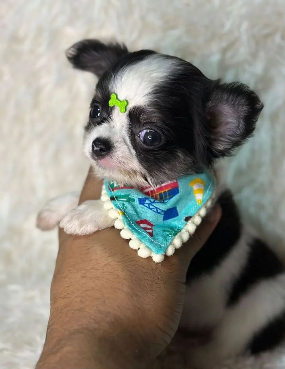 CHIHUAHUA- Um cãozinho especial para venda 