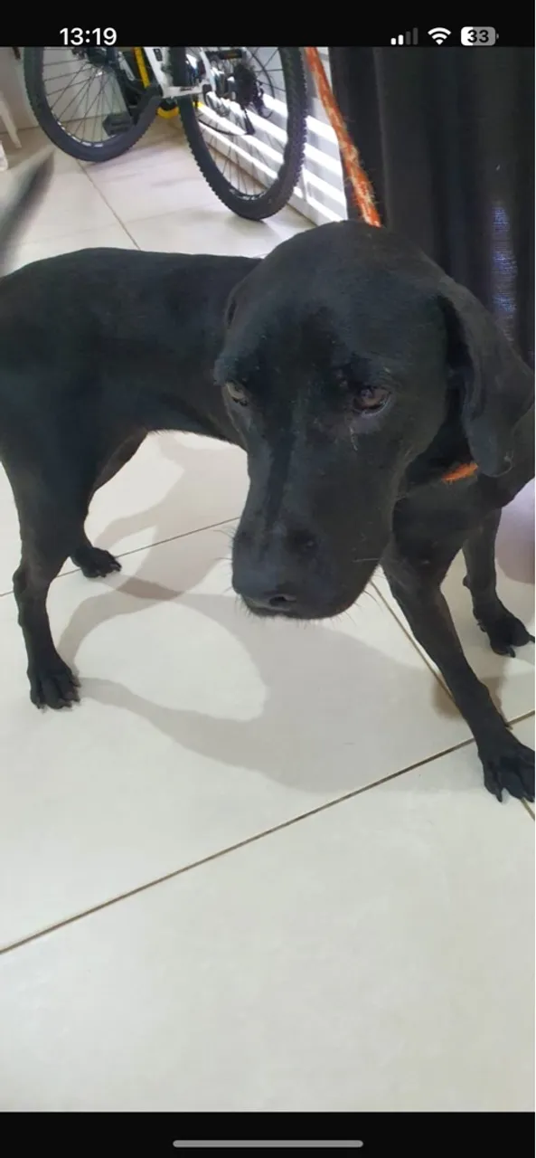 Cadela Mestiça vacinada e castrada