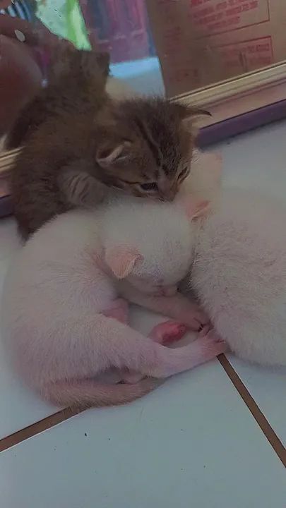 Gatinhos fofinhos para adoção