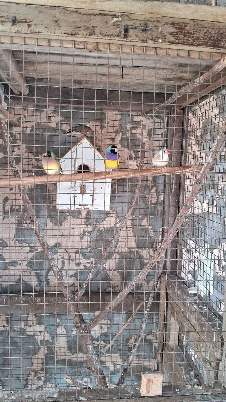 Casinha para pássaros 