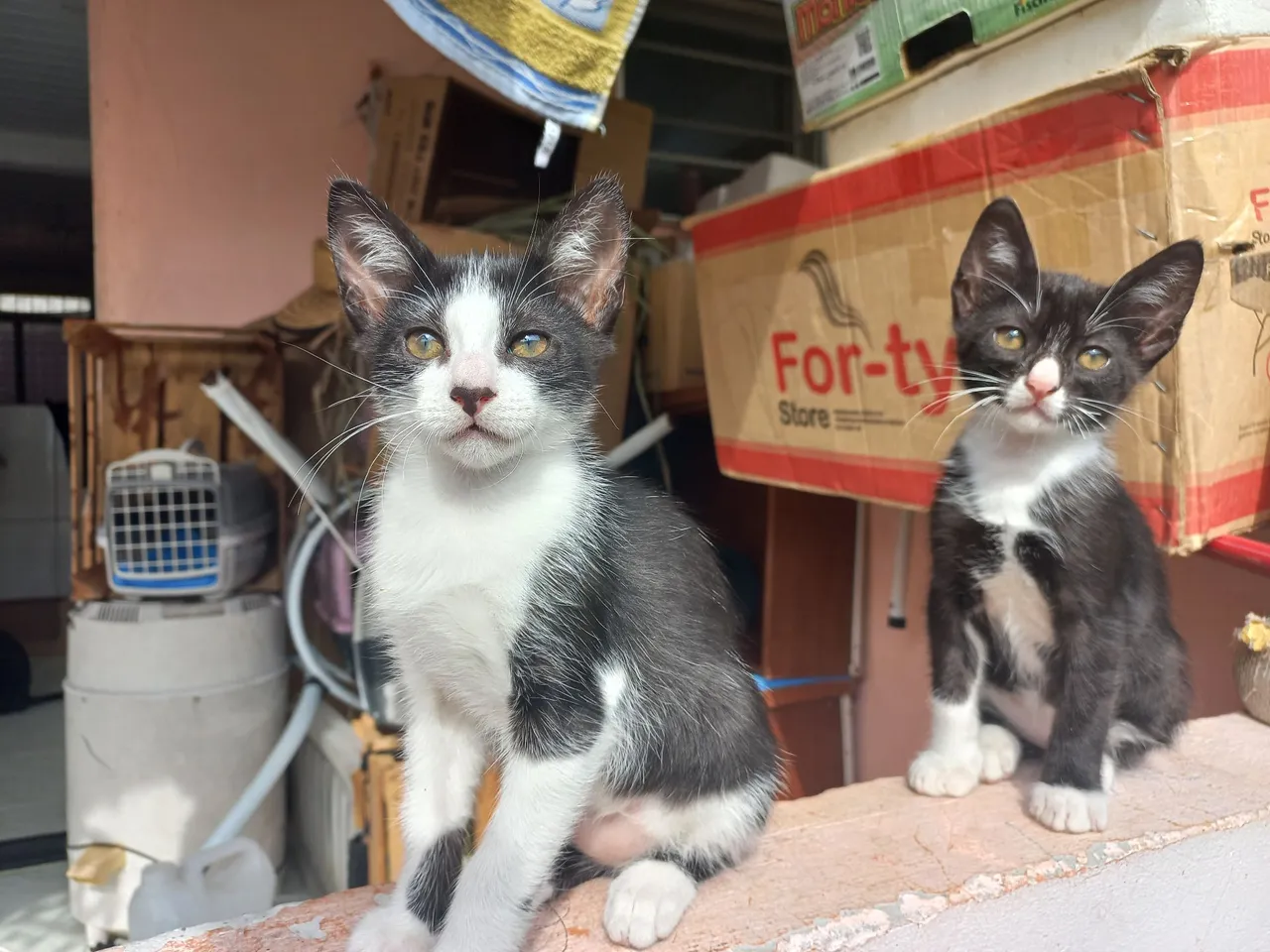 Gatinhas fofinhas para adoção