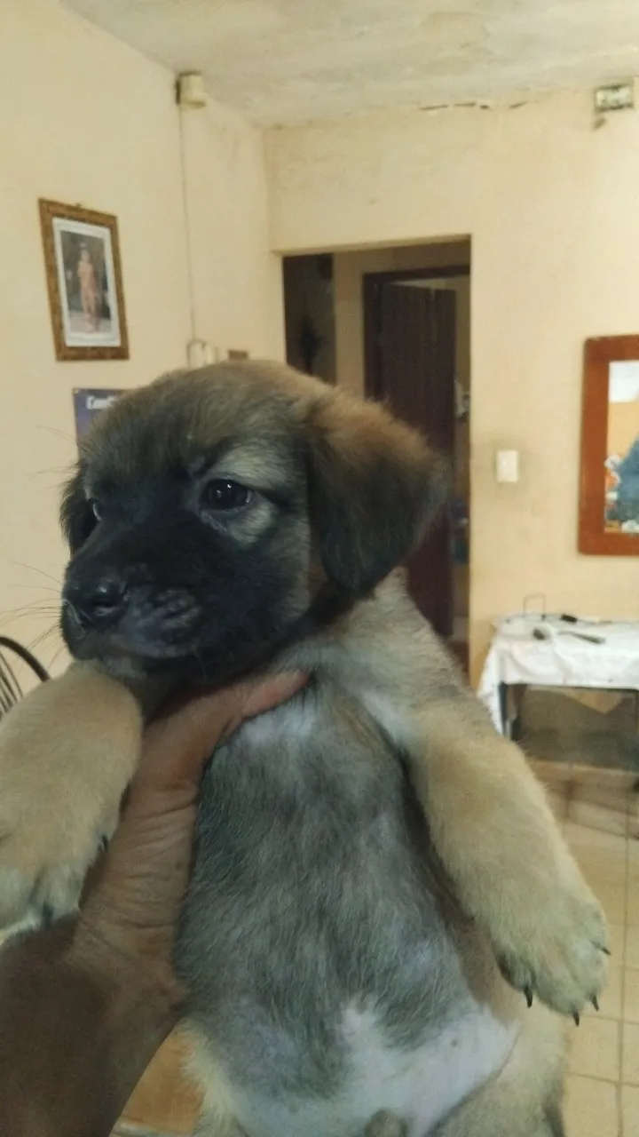Filhote fofo para adoção!