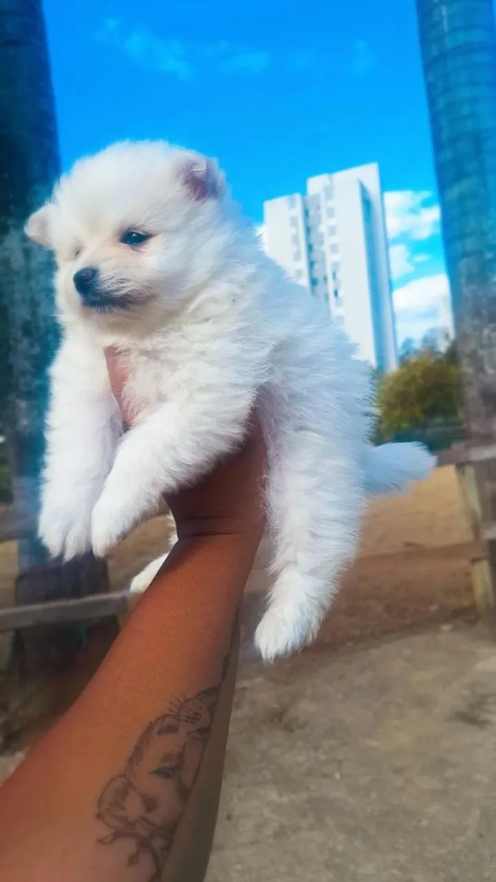 Filhotes de Spitz Alemão e temos SHITZU tbem