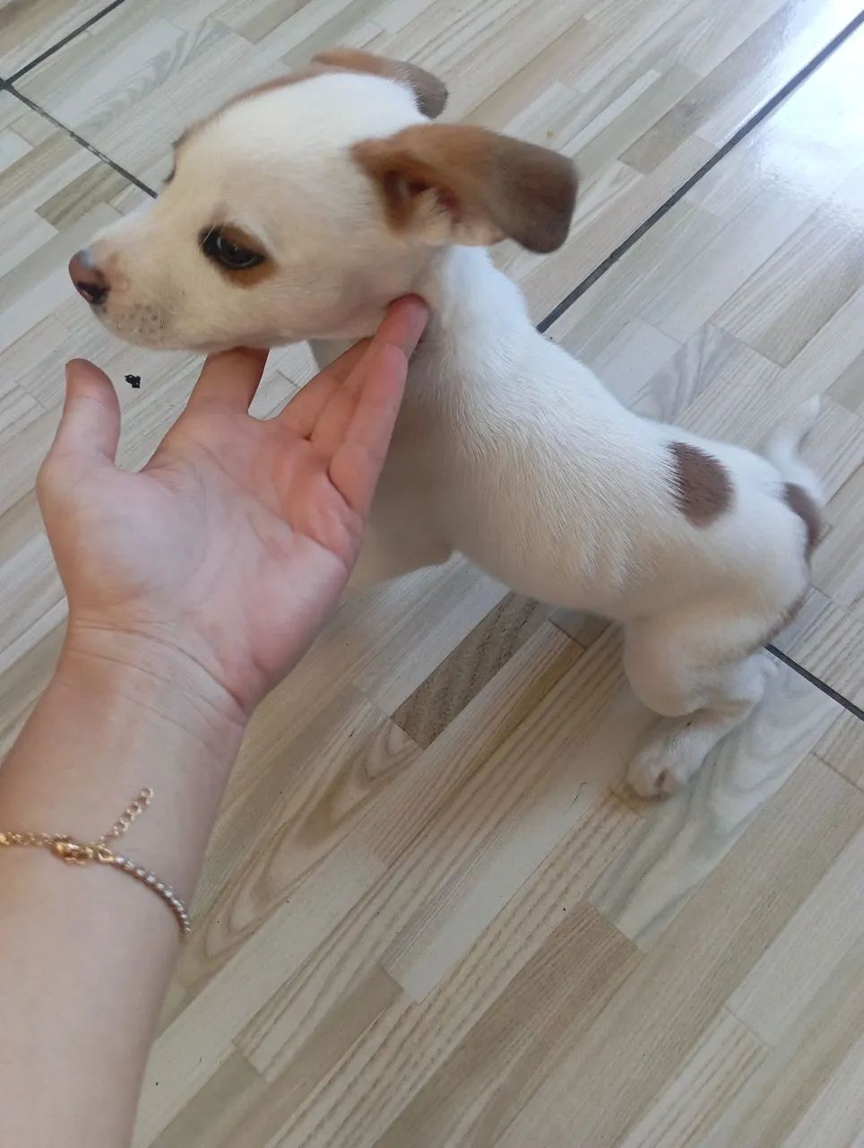 Filhote adorável de porte pequeno com pelagem bicolor - Foto 2