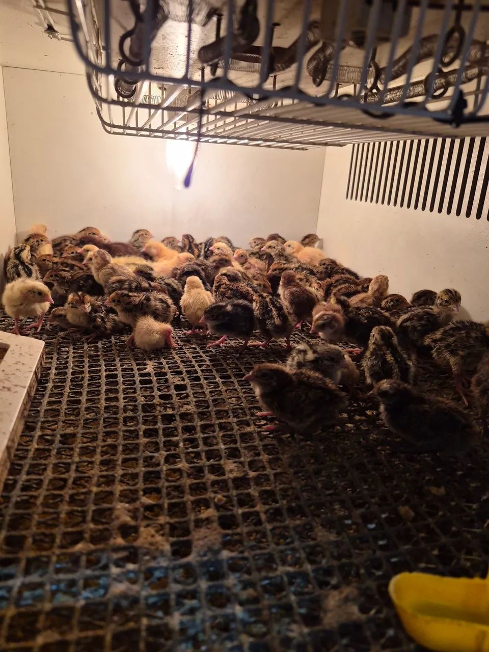 Bicho Feliz - Codornas Gigantes - Foto 4