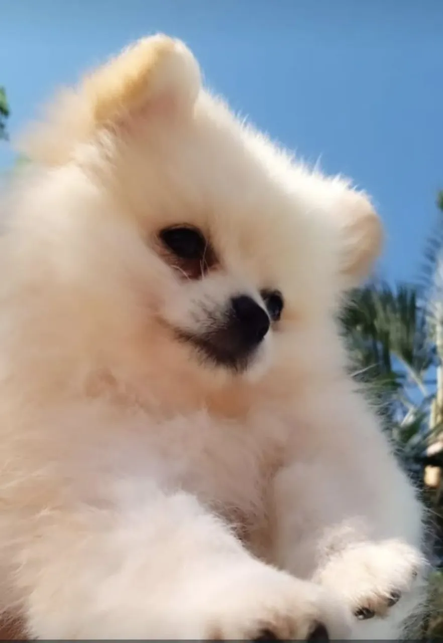 Filhote de Spitz Alemão