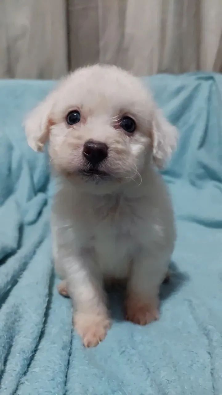 Filhotes de Poodle - 1 mês e 8 dias - Foto 3