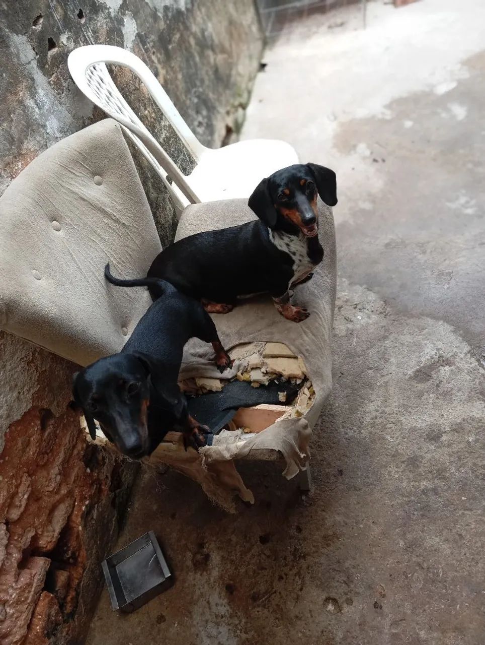 Filhote de Teckel para adoção - Foto 2