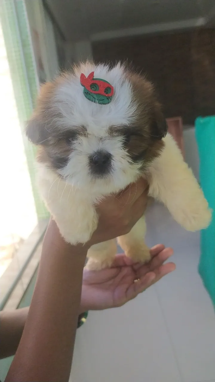 Filhote Shih Tzu