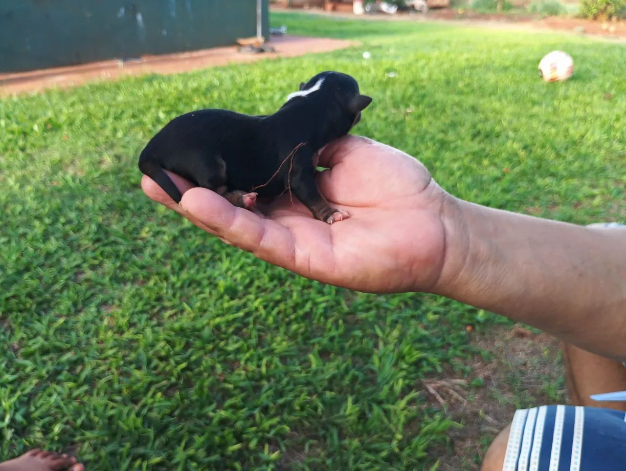 Fêmea de pinscher disponível para reservas  - Foto 6