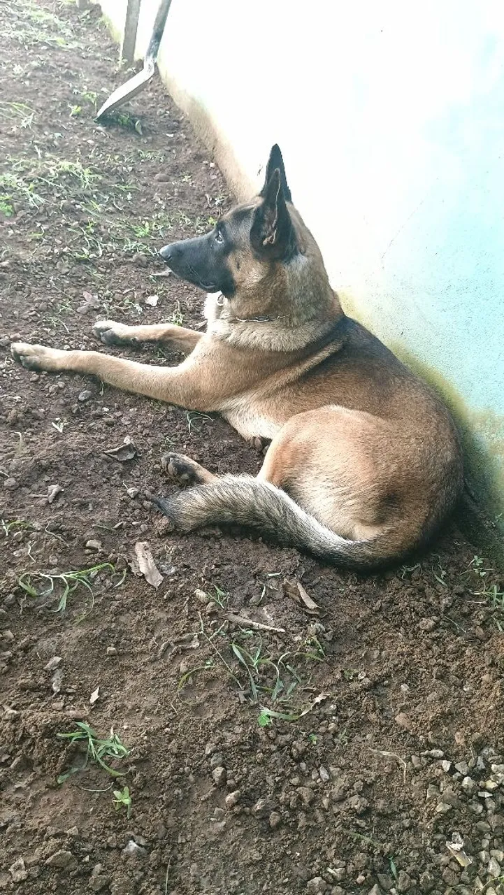Pastor Belga Malinois -