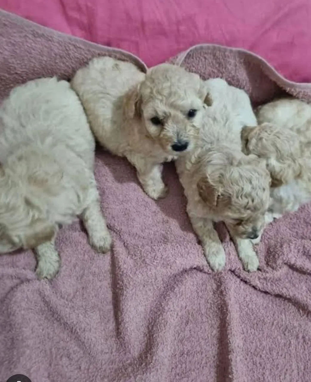 Filhotes de Poodle