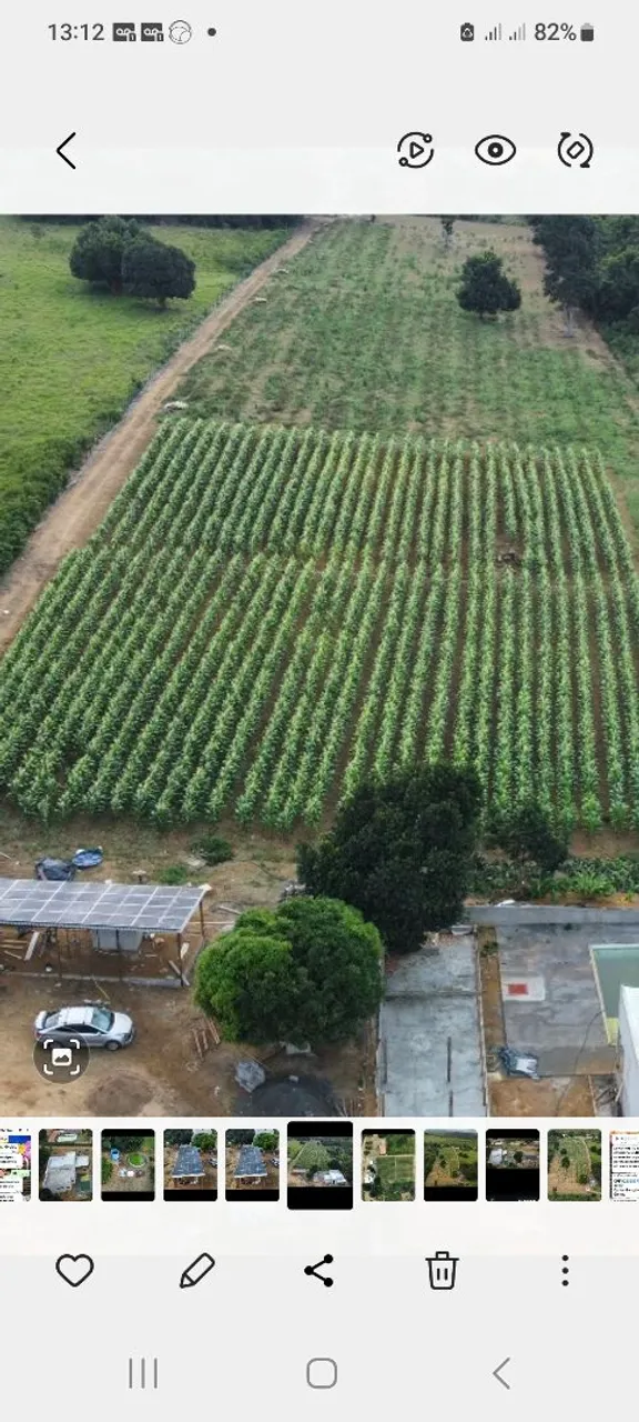 Plantação de milho em produção