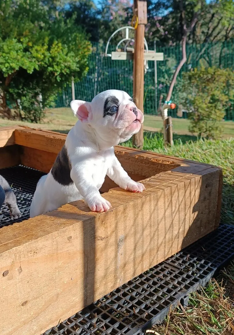 Filhote de Bulldog Francês - Uma fofura!