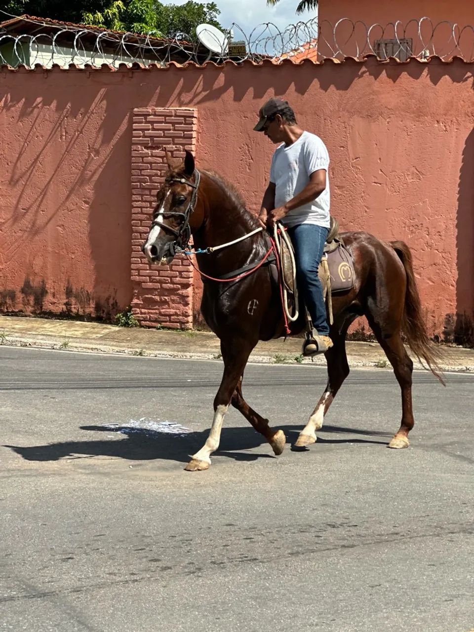 Mangalarga Marchador registrado LIRICO EF (Neto do famoso FATOR) - Foto 2