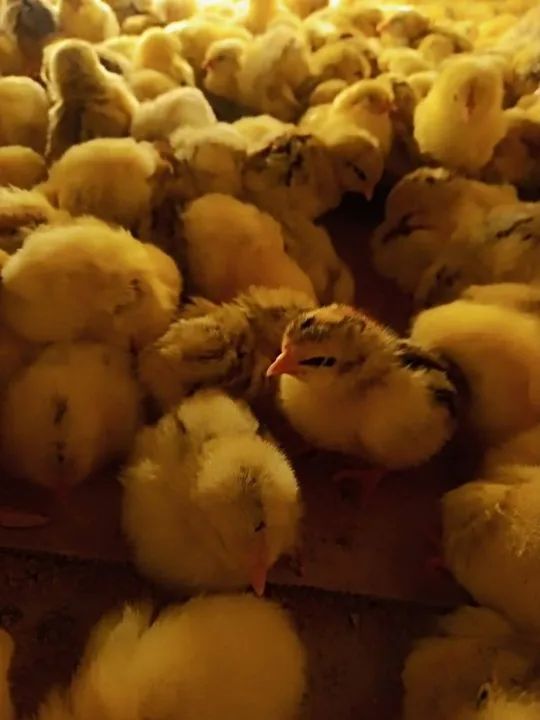 Filhotes de pintinhos Caipiras - R$ 3,00 cada - Foto 2