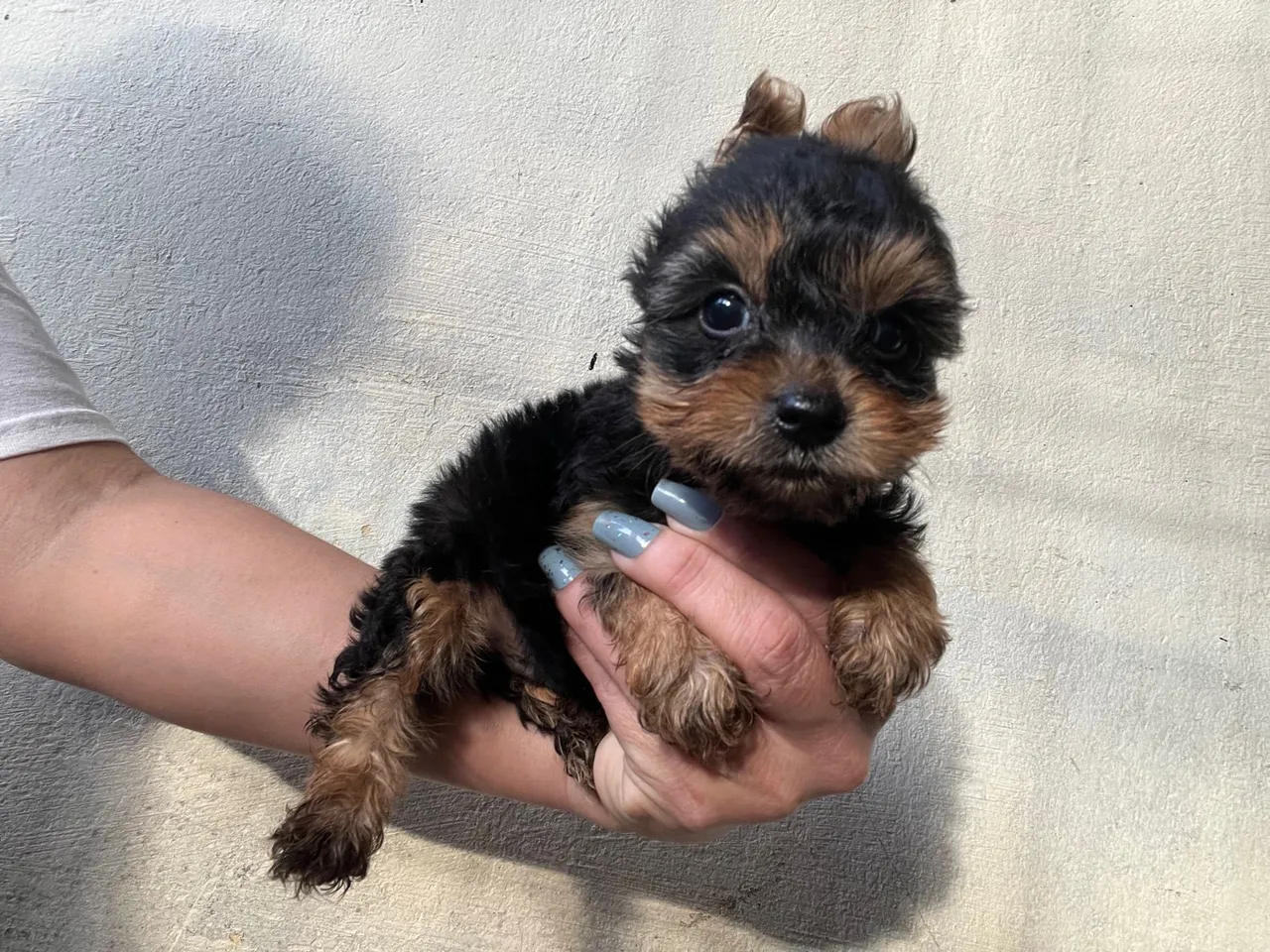 Filhote de Yorkshire Terrier - Uma fofura!